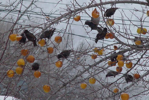Starlings in an apple tree